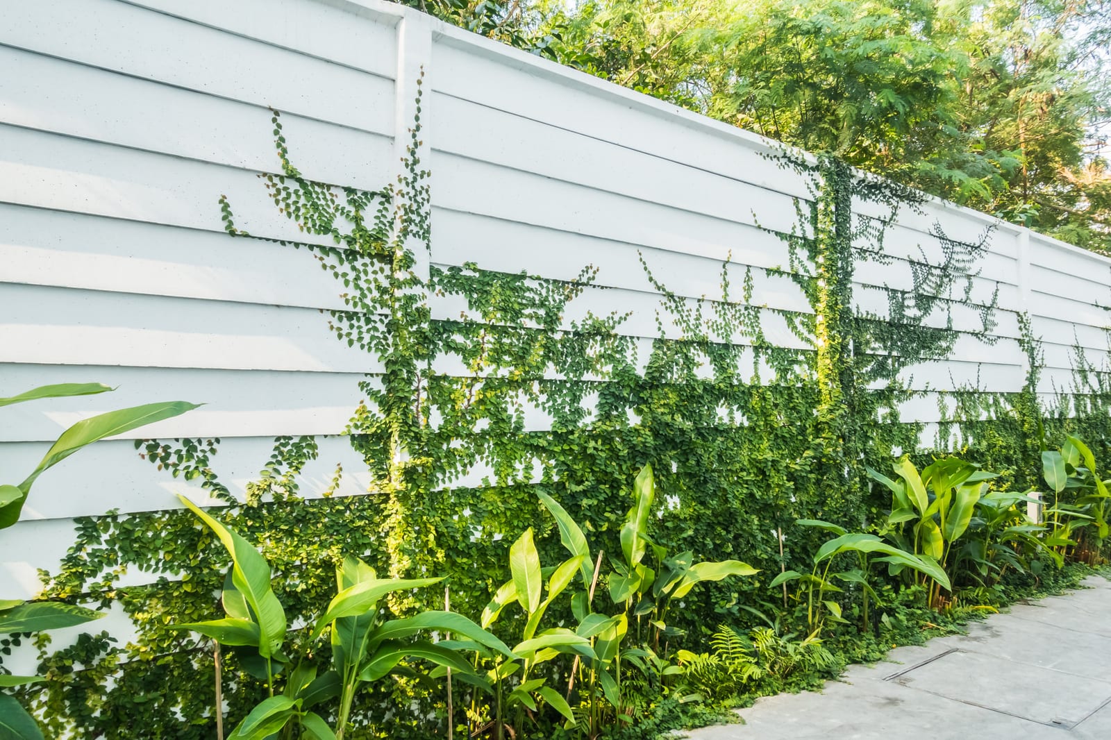 Porta de Bambu Cana-da-Índia Tratada — bambu tratado produzido pela Artbambu Labs