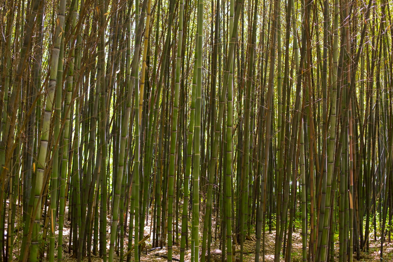 Cerca de Bambu Tratado Fracionada em exposição no catálogo da Artbambu Labs